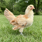 Baby Chicks: Frizzle Easter Egger Bantam