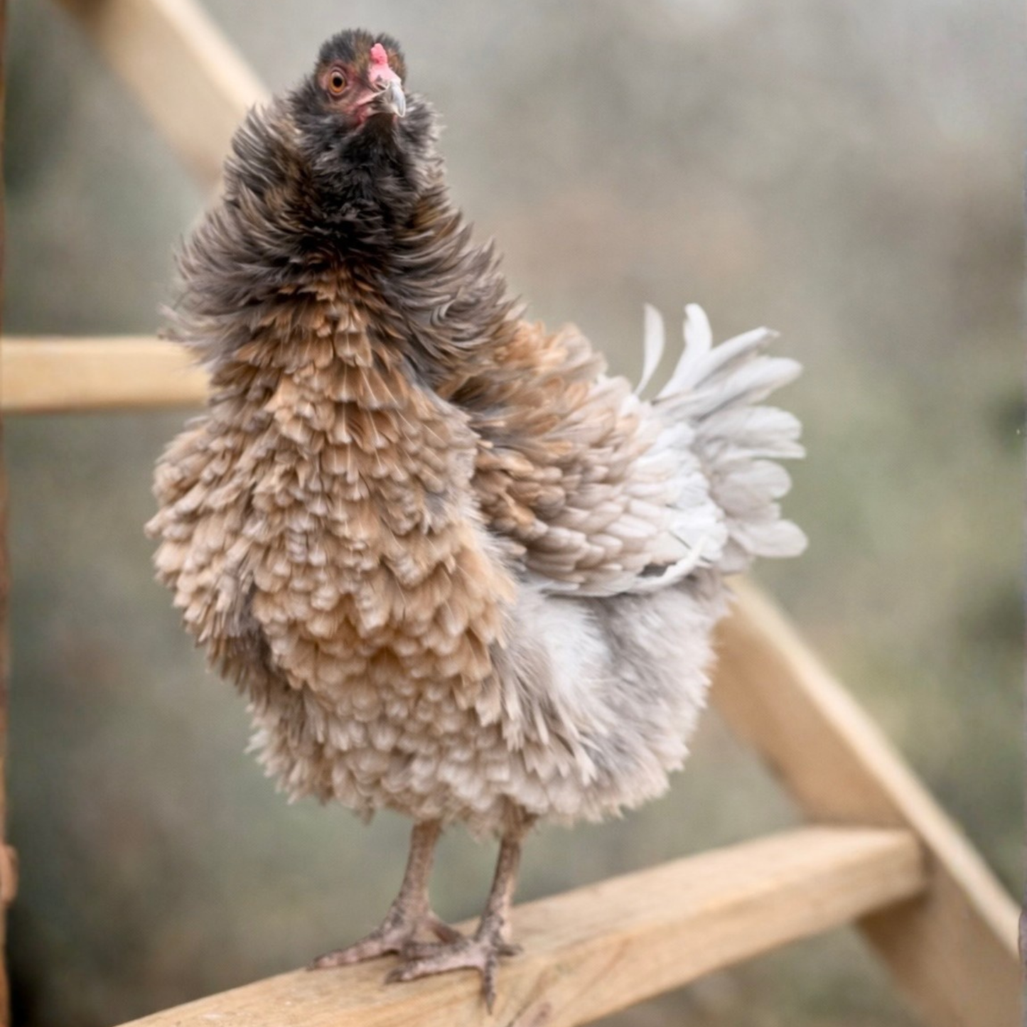 Pullet: 100% Frizzle Easter Egger, Shipping Week of