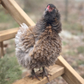 Pullet: 100% Frizzle Easter Egger, Shipping Week of