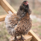 Hatching Eggs: Frizzle Easter Egger, Merry Manor Location