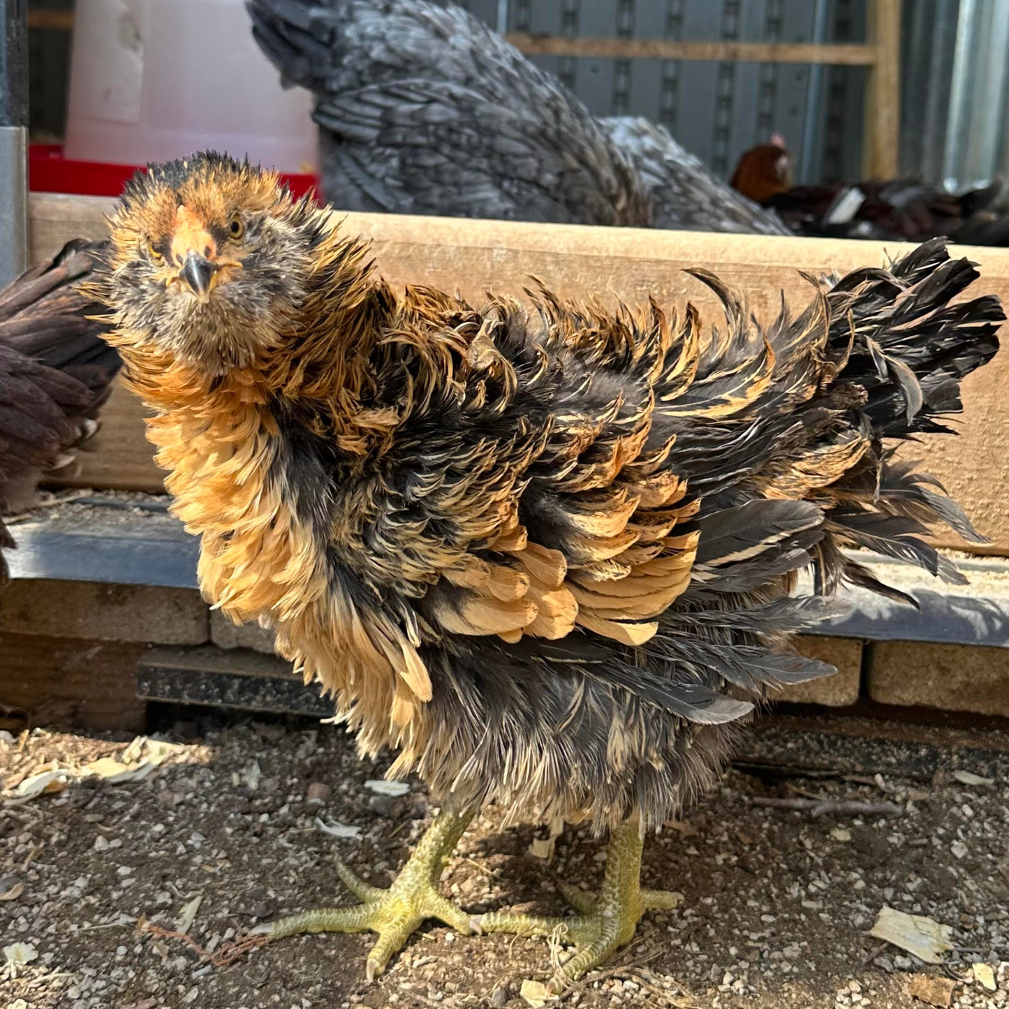 Pullet: 100% Frizzle Easter Egger, Shipping Week of