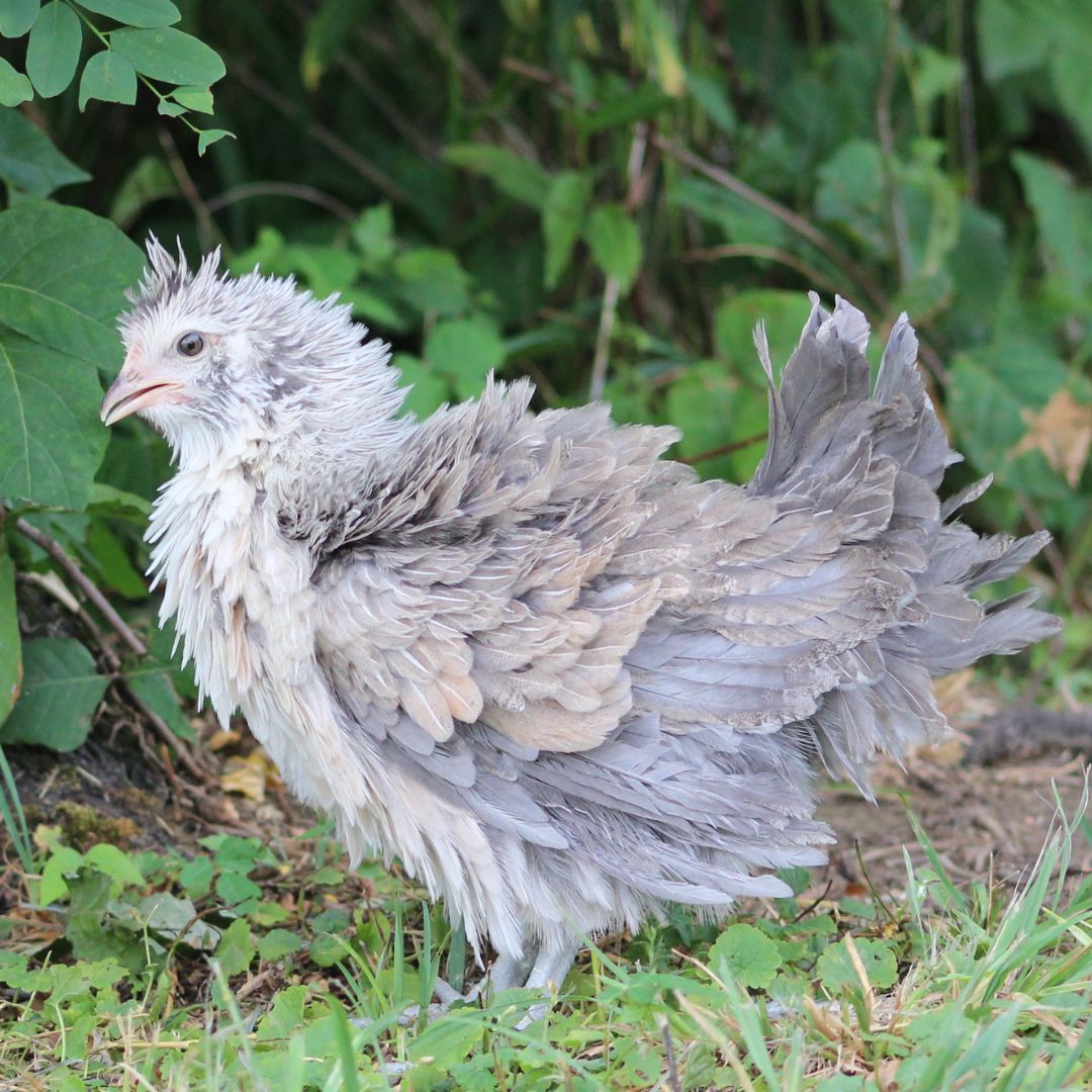 Pullet 100 Frizzle Easter Egger Shipping Week Of 11 06 2023 My Pet Pullet 100 frizzle easter egger shipping week of 11 06 2023 my pet