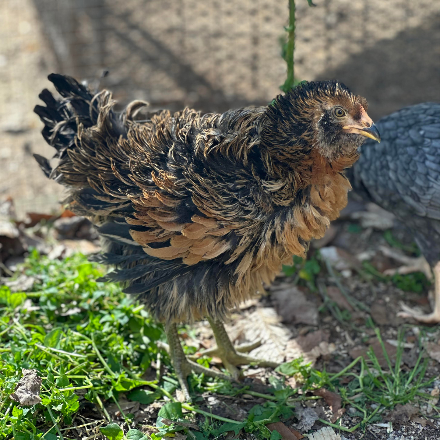 Pullet: 100% Frizzle Easter Egger, Shipping Week of