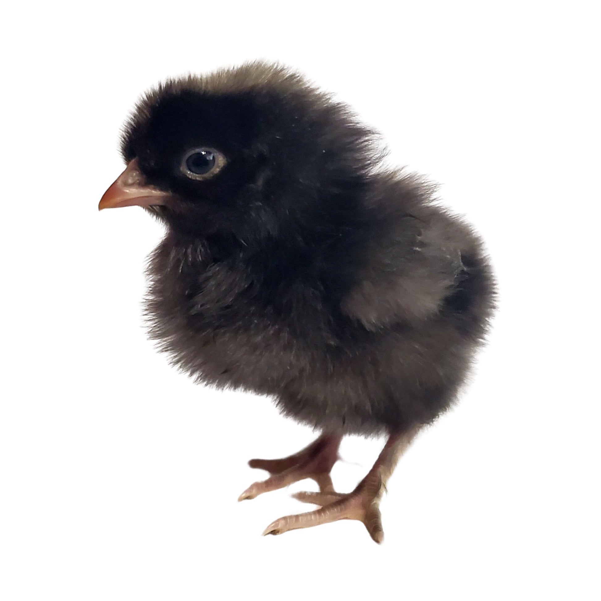 Golden Kissed Granite Olive Eggers are friendly breeds that will lay beautiful green eggs. 