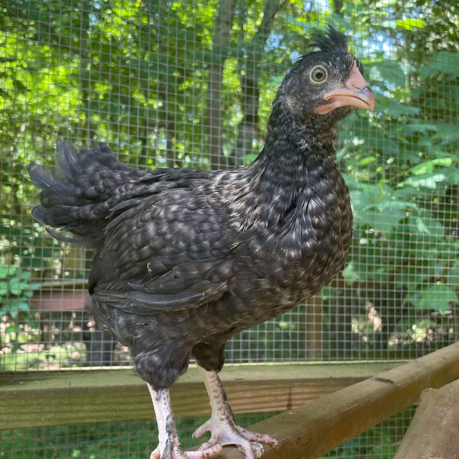 Pullet: Gold Kissed Granite Olive Egger, Shipping Week of