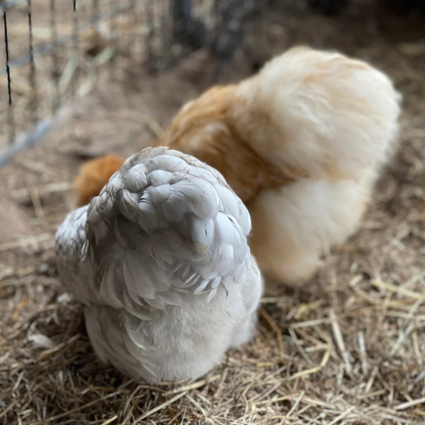 Hatching Eggs: Gold Project Silkie, Flock & Field Location