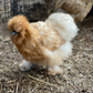 Hatching Eggs: Gold Project Silkie, Flock & Field Location