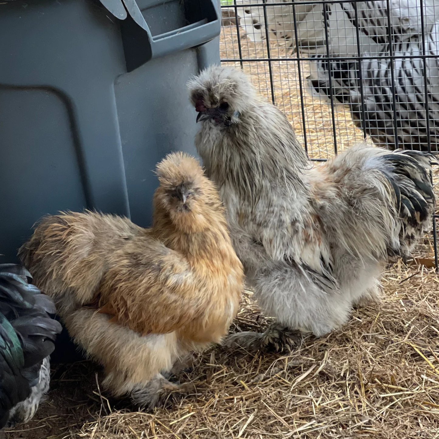 Hatching Eggs: Gold Project Silkie, Flock & Field Location