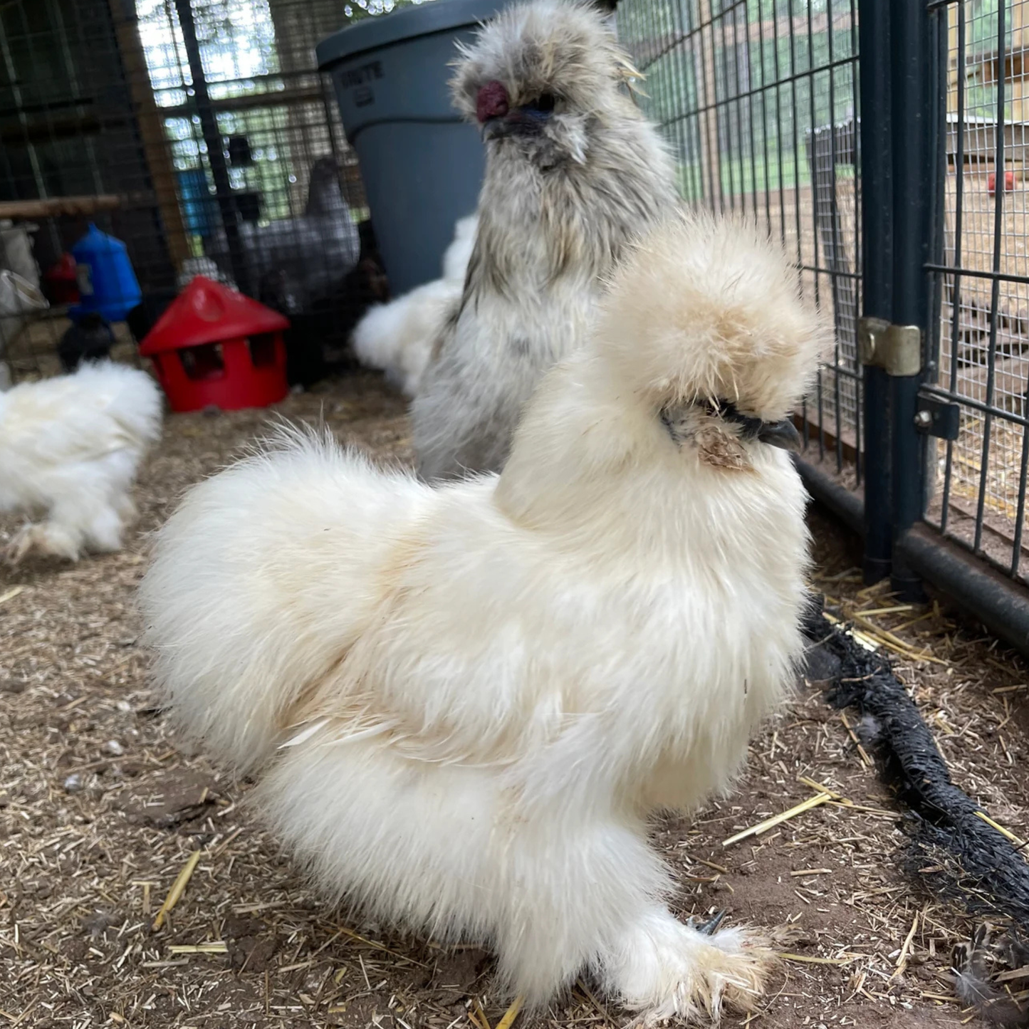 Hatching Eggs: Gold Project Silkie, Flock & Field Location