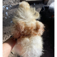 Hatching Eggs: Gold Project Silkie, Flock & Field Location
