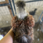 Hatching Eggs: Silkie Project Assortment, Flock & Field Location