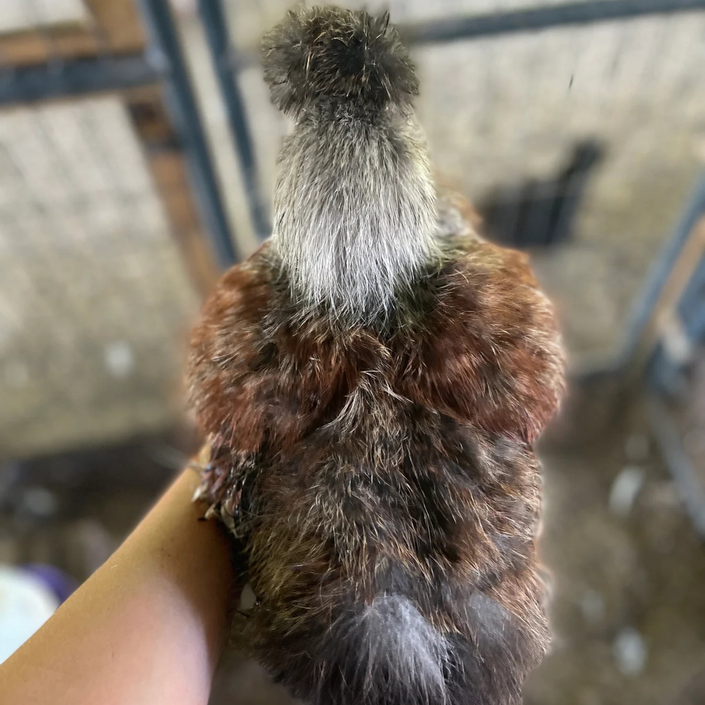 Hatching Eggs: Silkie Project Assortment, Flock & Field Location