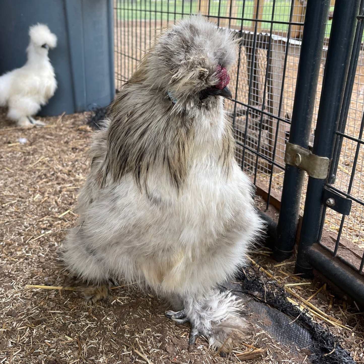 Hatching Eggs: Gold Project Silkie, Flock & Field Location