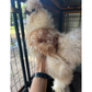 Hatching Eggs: Gold Project Silkie, Flock & Field Location