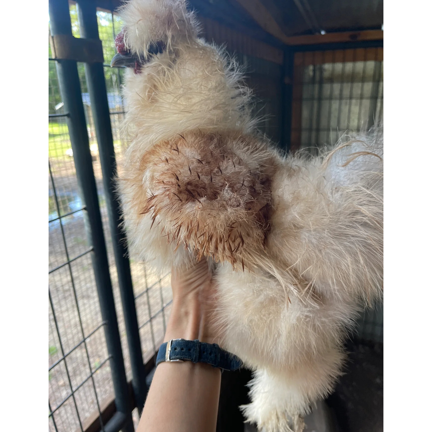 Hatching Eggs: Gold Project Silkie, Flock & Field Location