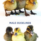 Male and female chicks are easy to determine at hatch by their different feather colors. 