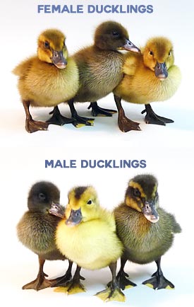 Male and female chicks are easy to determine at hatch by their different feather colors. 