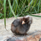 Baby Chicks: Golden Cuckoo Marans