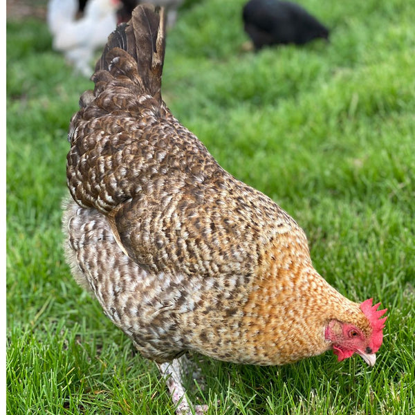 Pullet: Ultra Rare Surprise Me!, Shipping Week of - Default Title - My ...