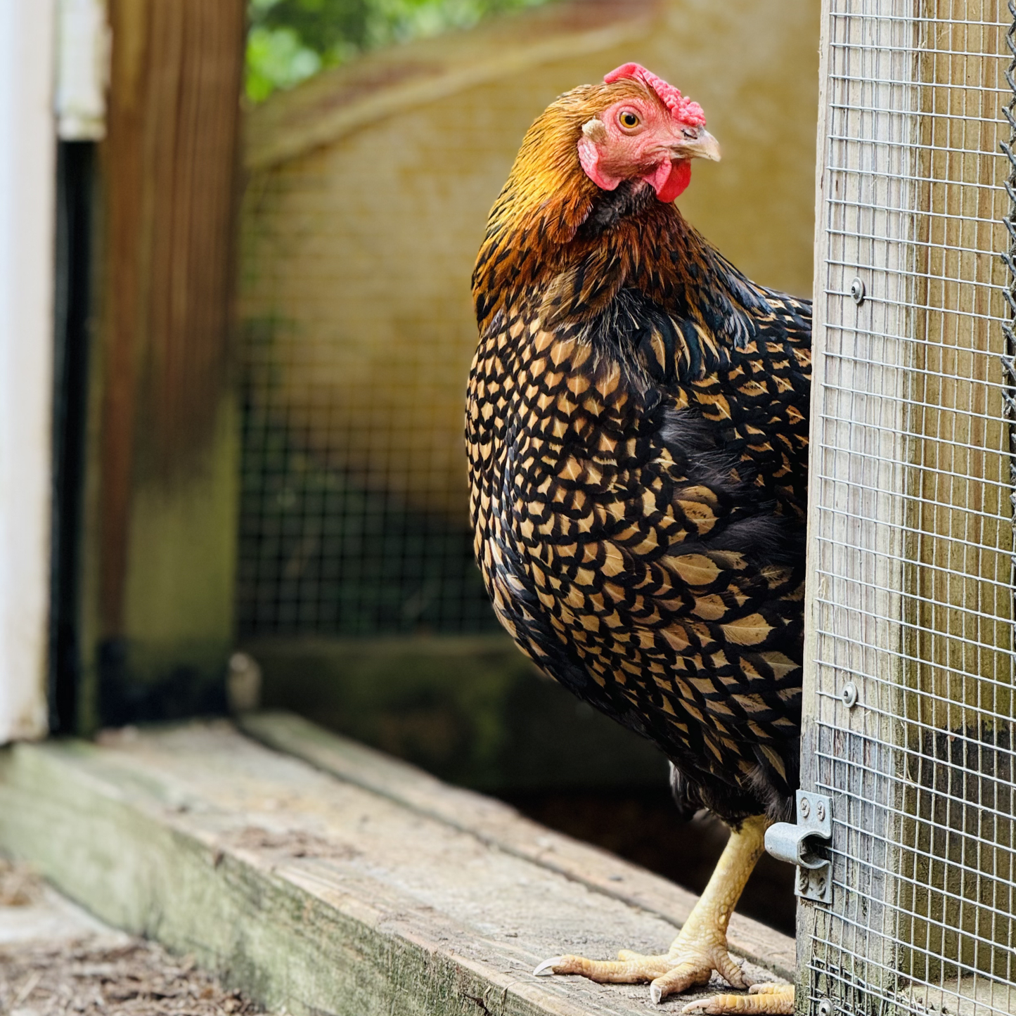 Baby Chicks: Golden Laced Wyandotte