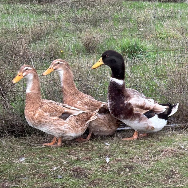 Adult Golden Cascade ducks