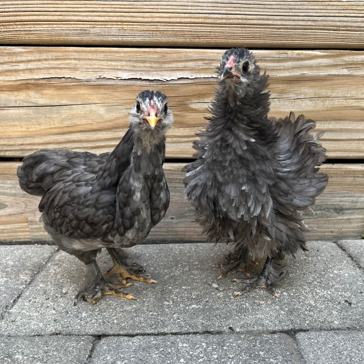 Green Queen Easter Egger bantams hatch with smooth or frizzle feathers.