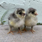 Baby Chicks: Green Queen Easter Egger Bantam