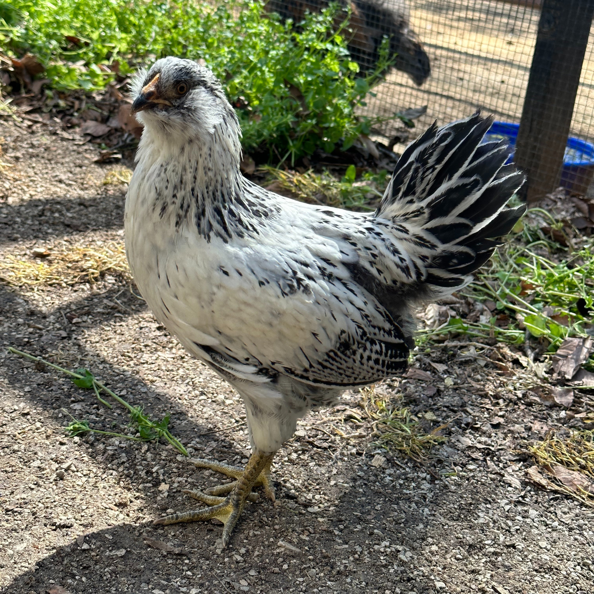Pullet: Green Queen Easter Egger, Shipping Week of - My Pet Chicken