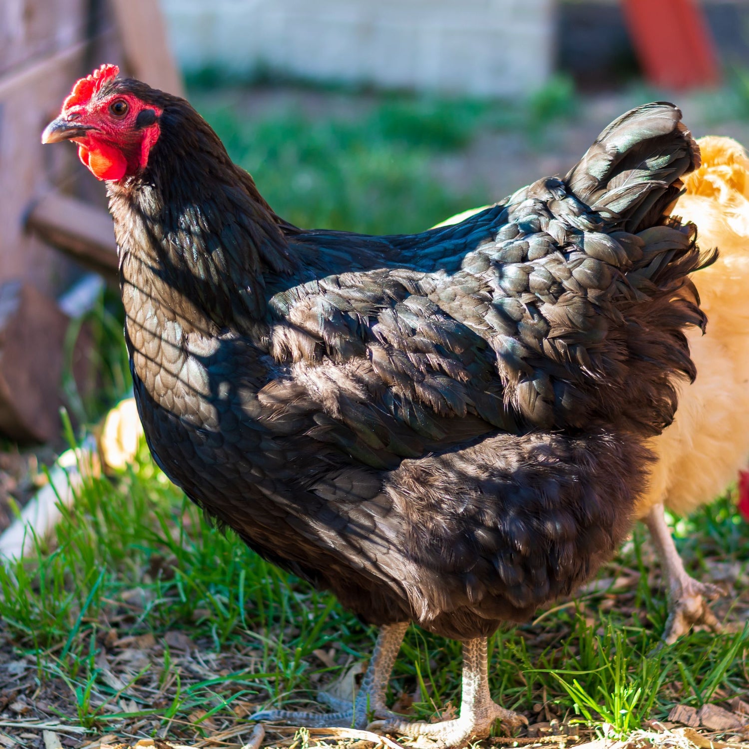 The Jersey Giant is good-natured and hens are decent layers of brown eggs.