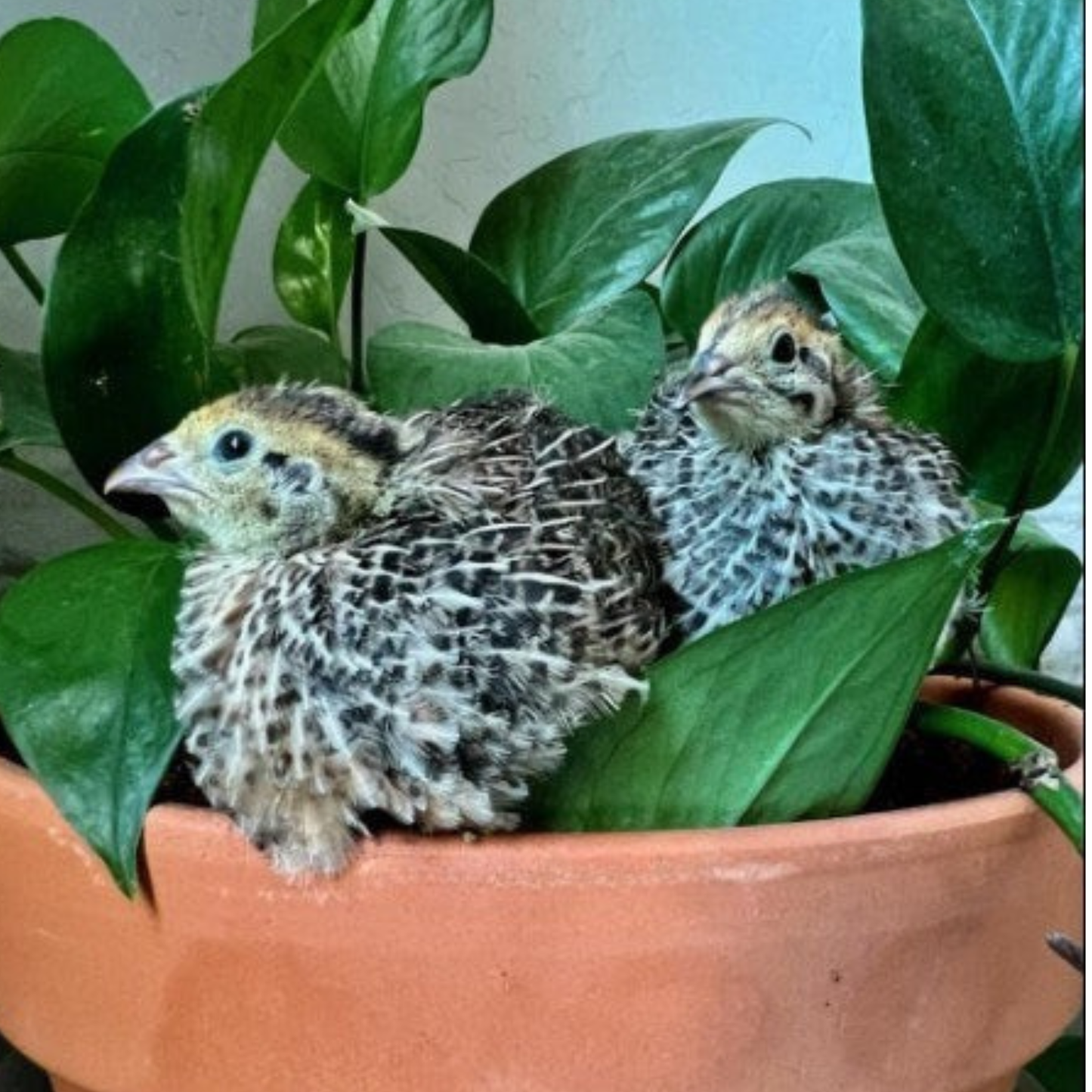 Hatching Eggs: Jumbo Coturnix Quail, Azure Acres Location