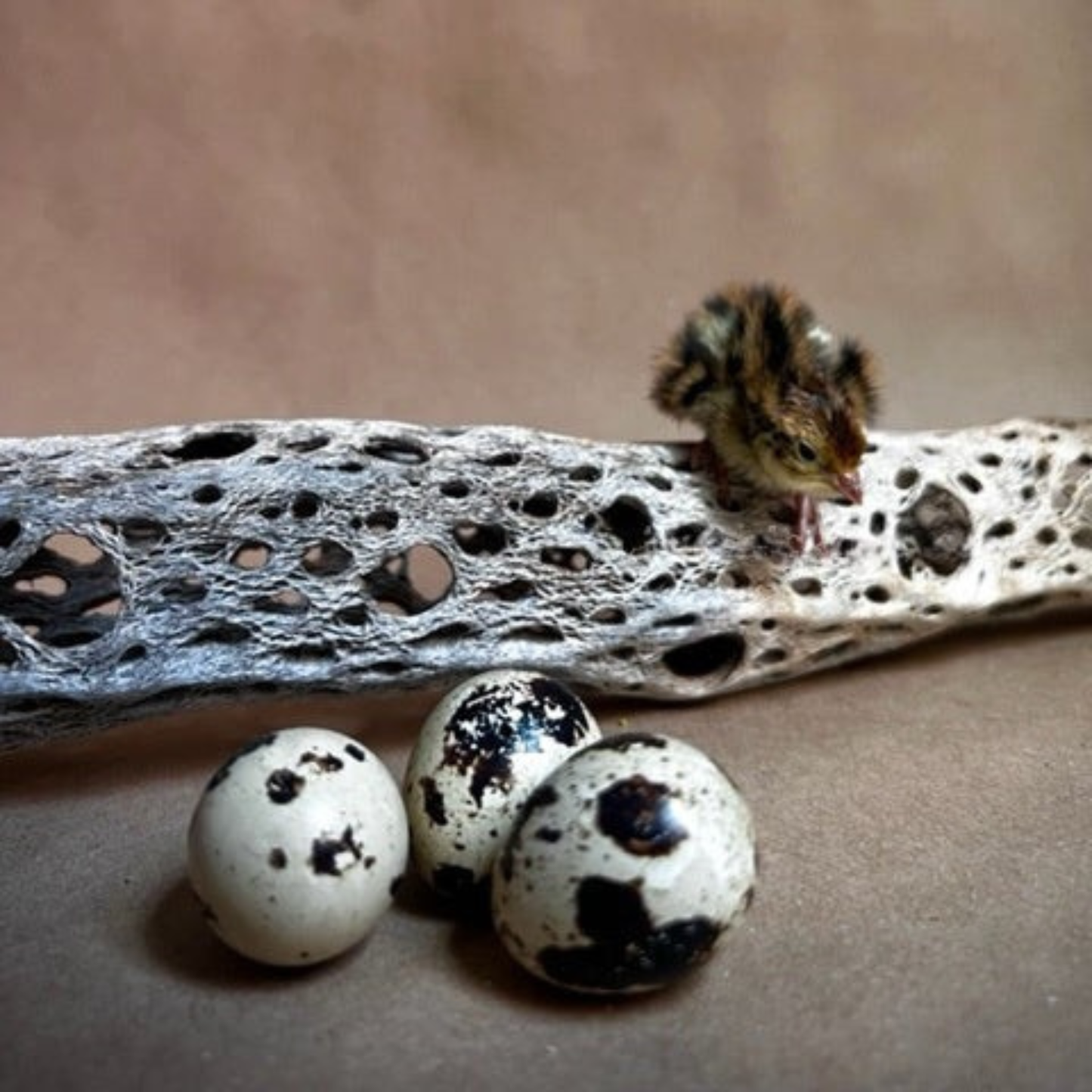 Hatching Eggs: Jumbo Coturnix Quail, Azure Acres Location