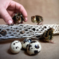Hatching Eggs: Jumbo Coturnix Quail, Azure Acres Location