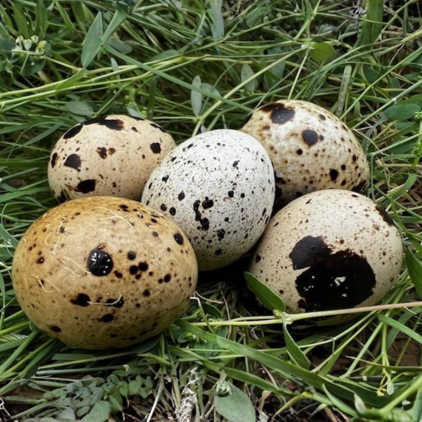 Hatching Eggs: Jumbo Coturnix Quail, Azure Acres Location