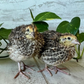 Hatching Eggs: Jumbo Coturnix Quail, Azure Acres Location