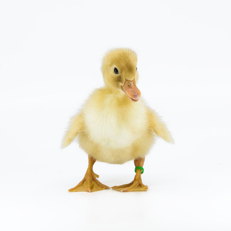 Jumbo Pekin ducks have mostly yellow feathers when they hatch 