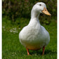 Jumbo Pekin ducks are know to be docile and friendly. 