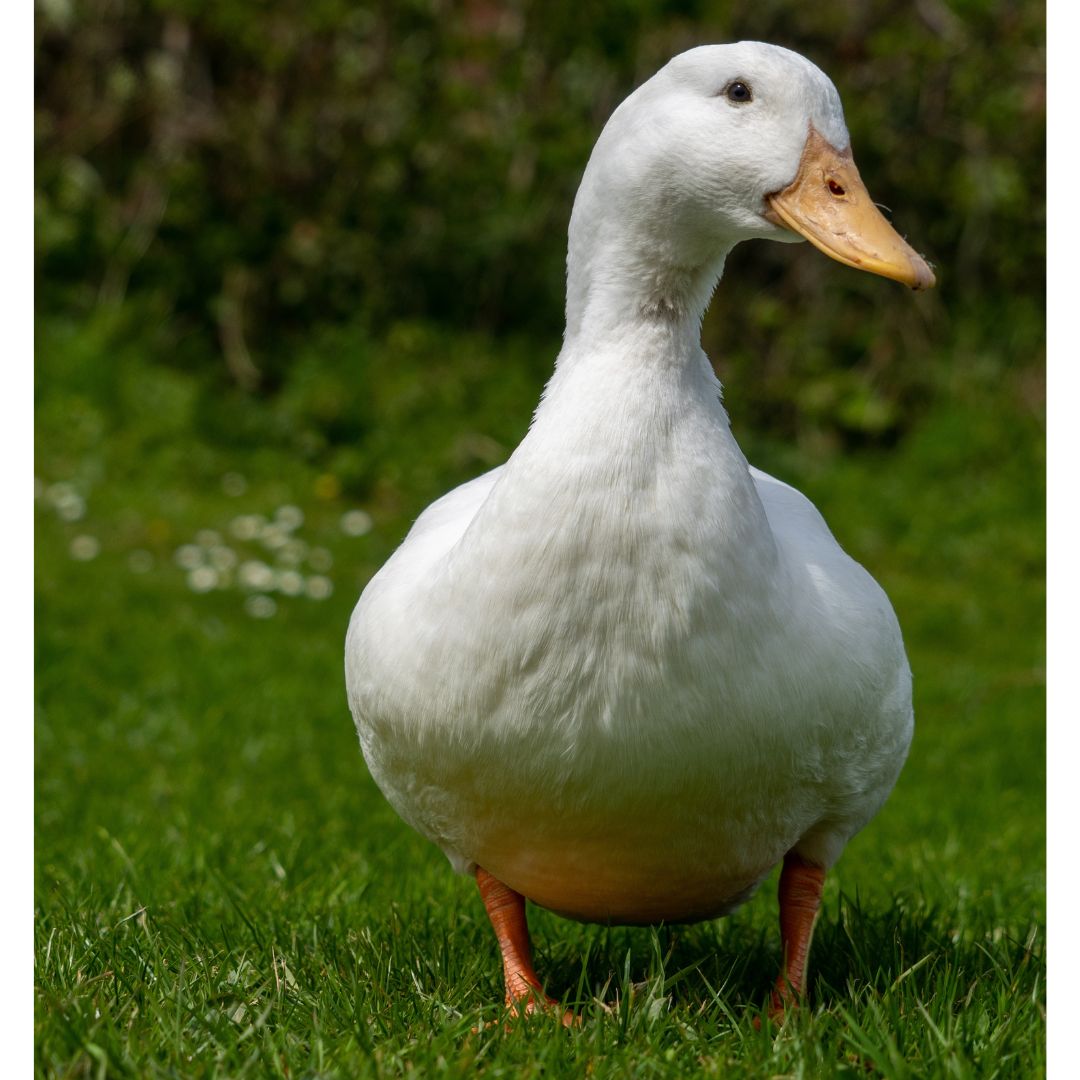 Jumbo Pekin ducks are know to be docile and friendly. 