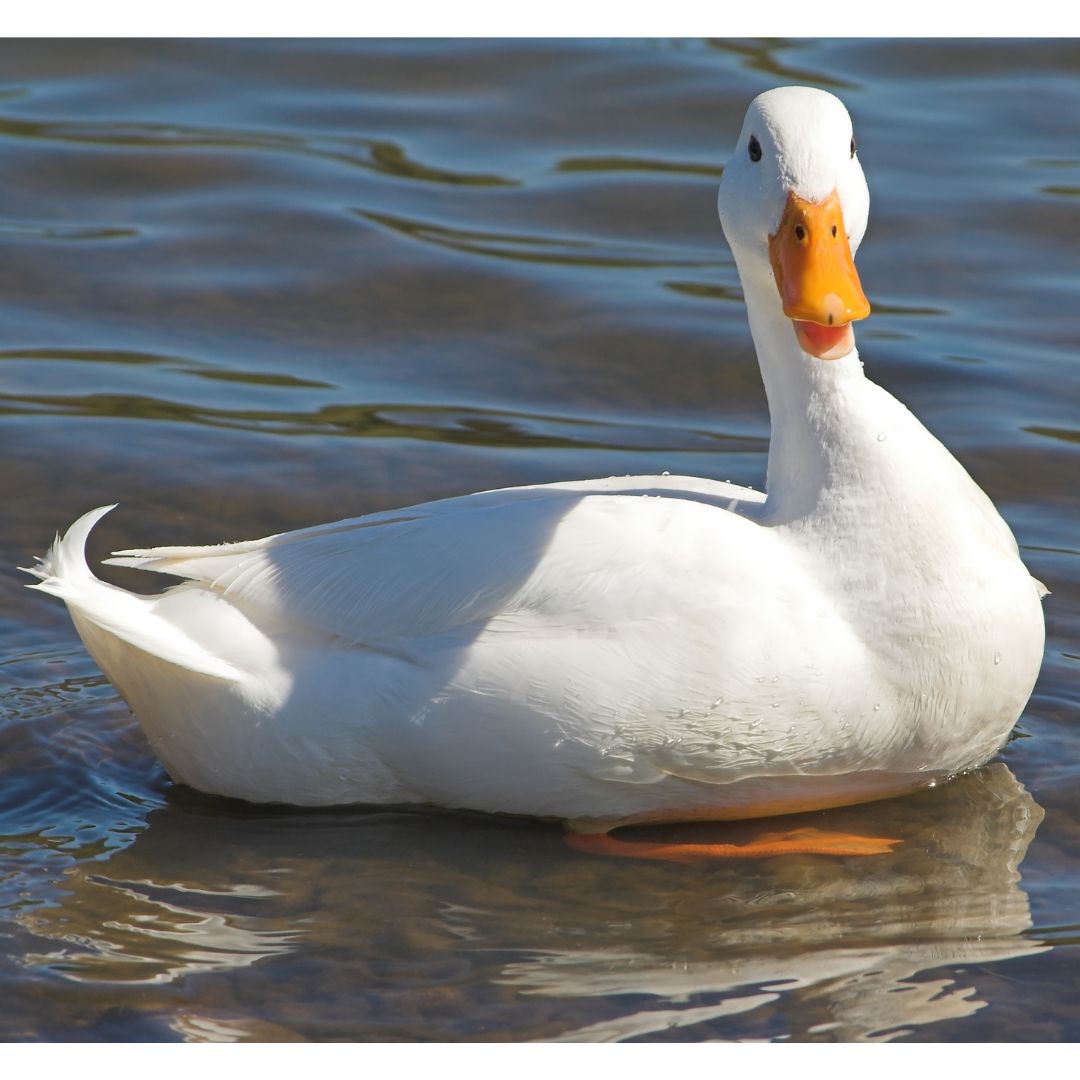 Jumbo Pekin ducks lay 140-175 large white eggs per year.