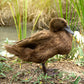 Khaki Campbell ducks can live in various climates. 