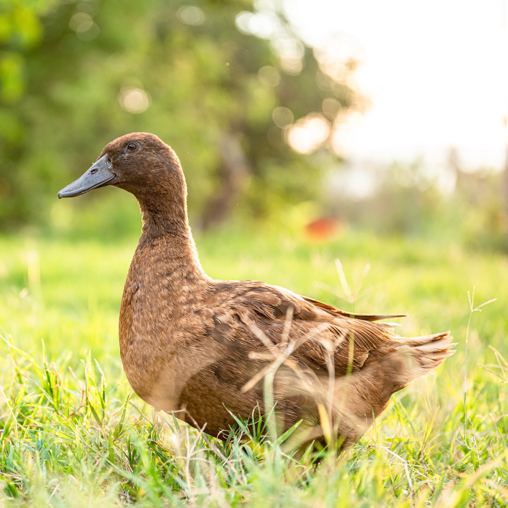Khaki Campbell ducks are great to keep for beginners or experienced duck keepers. 