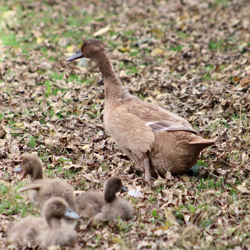Khaki Campbell ducks make good mothers. 