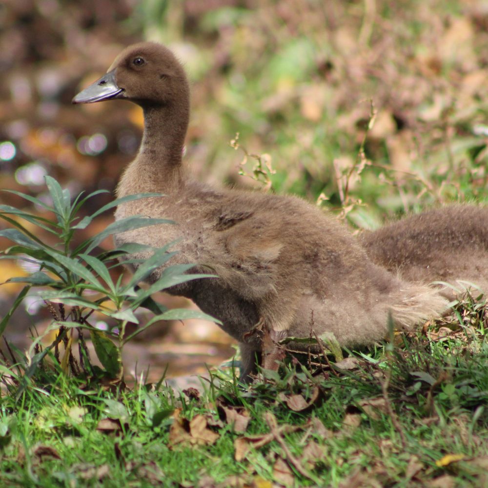 Khacki Campbell ducks have an easy-going temperament. 