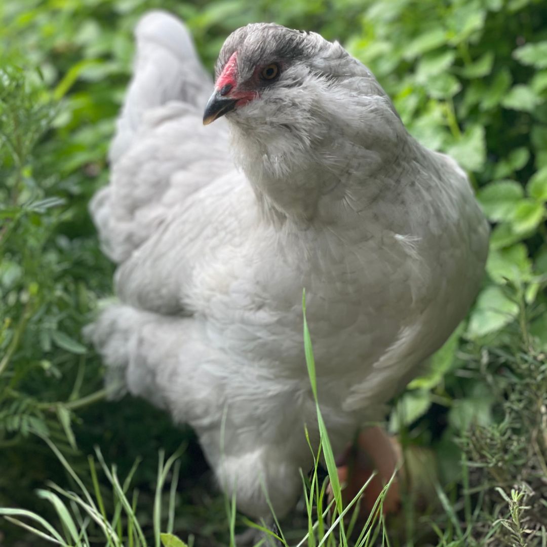 Pullet: Lavender Dream Easter Egger, Shipping Week of