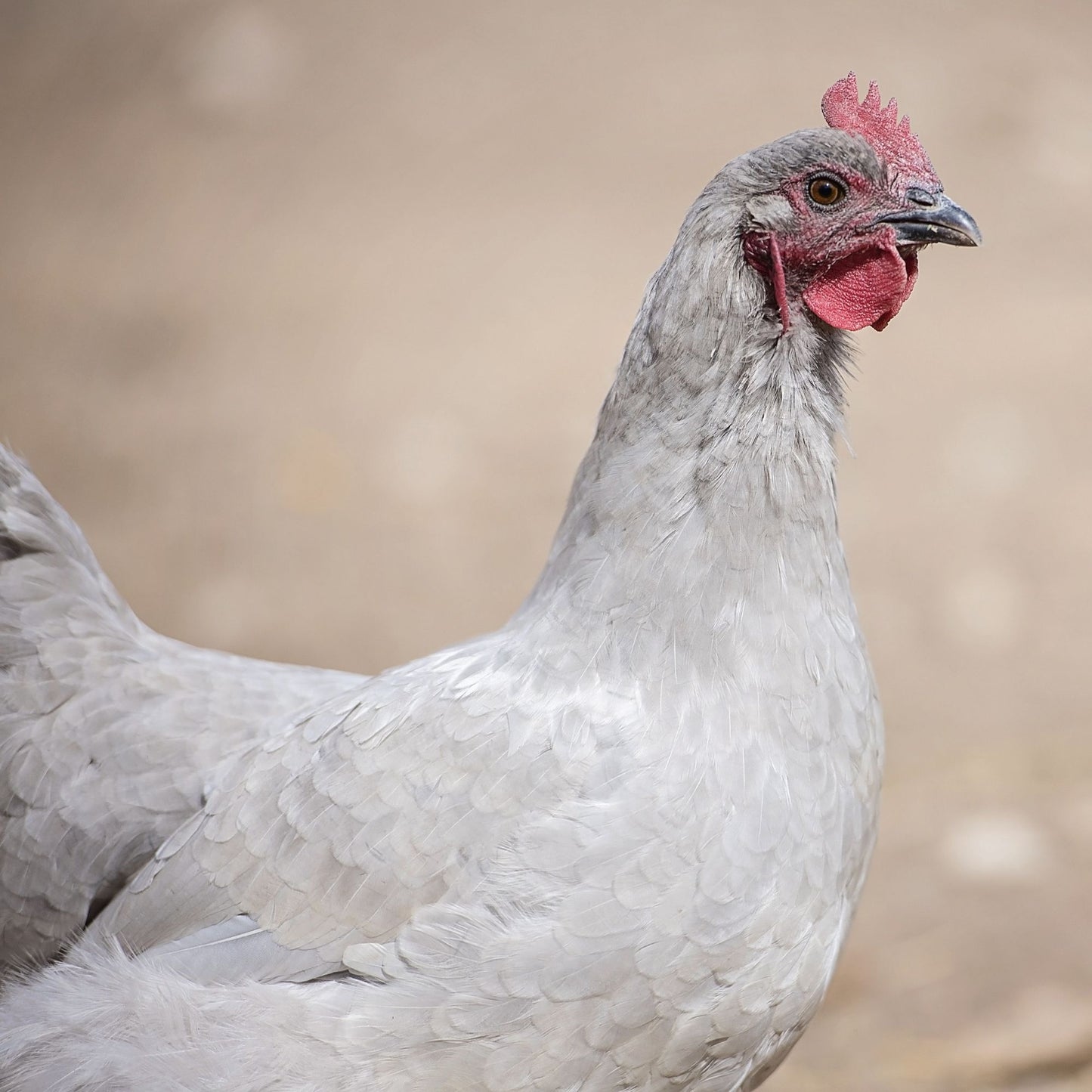 Lavender Orpington chicken breed