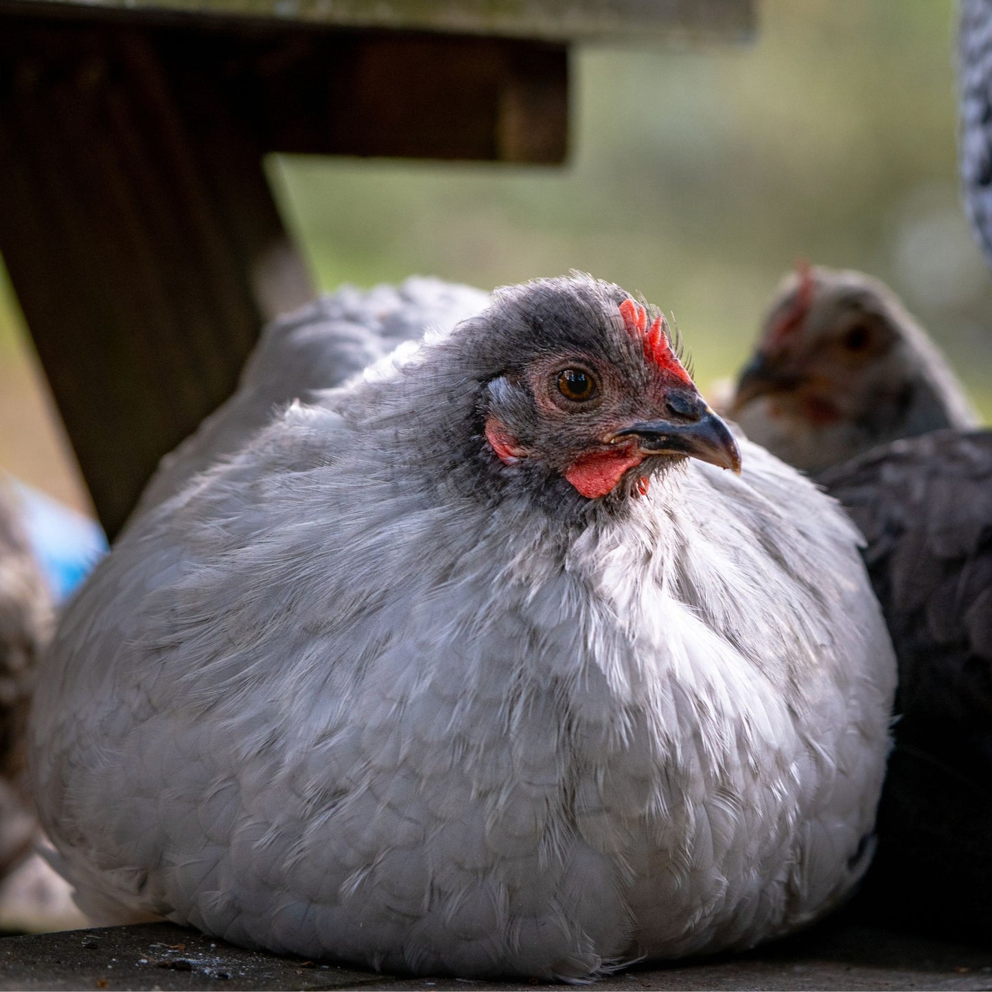 Pullet: Lavender Orpington, Shipping Week of 03/25/2024