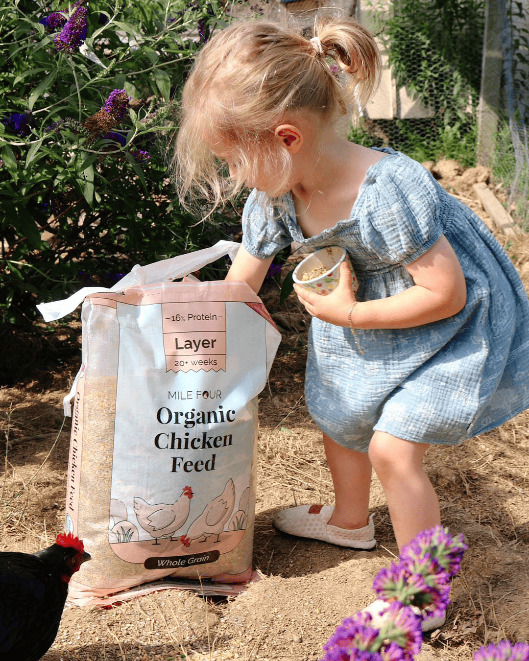 Mile Four Layer Organic Chicken Feed