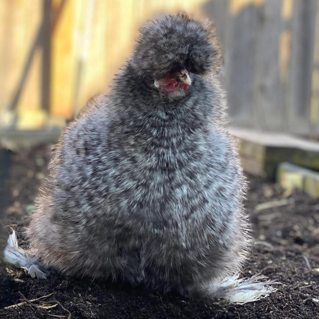Baby Chicks Cuckoo Silkie Bantam My Pet Chicken