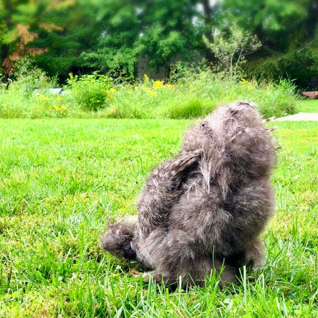 Baby Chicks Cuckoo Silkie Bantam My Pet Chicken