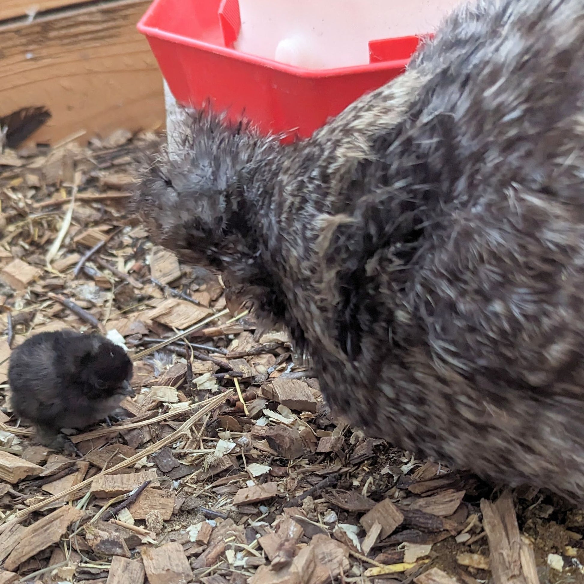 Cuckoo Silkie Bantam hens make wonderful mothers. 