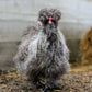 Cuckoo Silkie Bantam roosters are friendly and are perfect for first time rooster owners. 